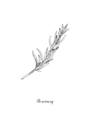 Botanical illustration of the Rosemary branch. Isolated on white background. Hand drawn vector illustration. Retro style. Great for tea packaging, label, icon, greeting cards, decorの写真素材