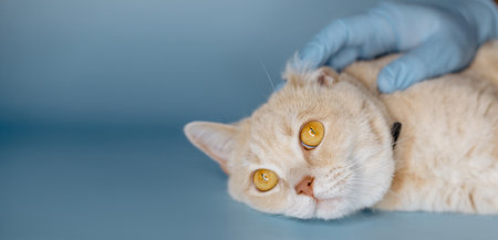 a cat at a vet's appointmentの写真素材