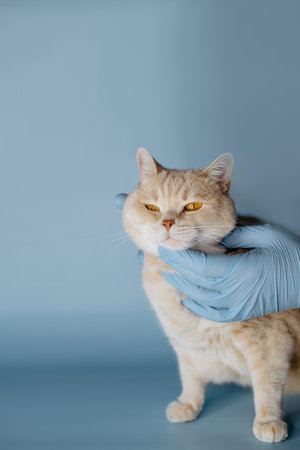 a cat at a vet's appointmentの写真素材