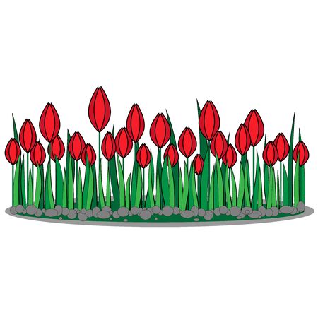 Glade of red tulips on a white backgroundのイラスト素材