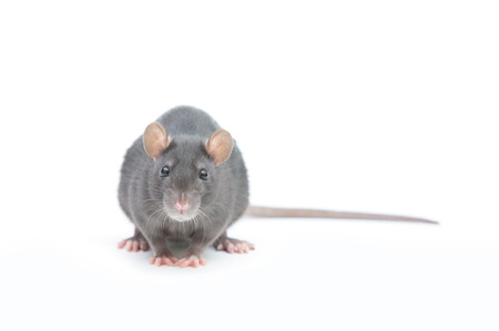 rat isolated on white backgroundの写真素材