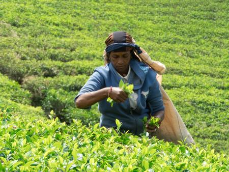 NUWARA ELIYA, SRI LANKA - MAR 18: Women from Sri lanka picking tea leaf on tea plantation on March 18, 2017 on a tea plantation at Nuwara Eliya, Sri lanka.のeditorial素材