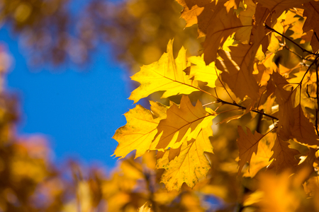 Autumn beech leaves decorate a beautiful nature bokeh background with forestの写真素材