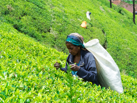 NUWARA ELIYA, SRI LANKA - MAR 18: Women from Sri lanka picking tea leaf on tea plantation on March 18, 2017 on a tea plantation at Nuwara Eliya, Sri lanka.のeditorial素材