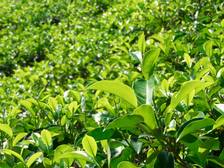 Sri Lanka, Nuwara Eliya, Mackwoods Labookellie, tea plantationの写真素材
