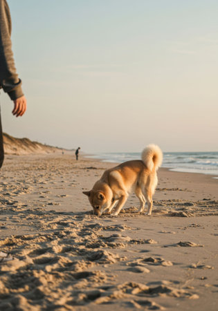A man with his shiba inu dog sniffing the sand on a vast beach, enjoying Dog day outdoors. Pet love for card.の素材