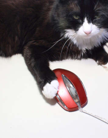 Mouse and catの写真素材