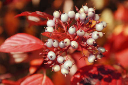 Autumn motivesの写真素材