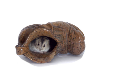 Jungar hamster climbed in a ceramic shoeの写真素材