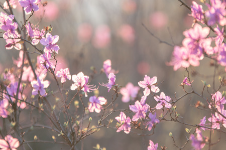 Rosemary herb leaf sprig in flowerの写真素材