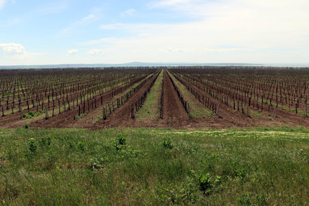 Kuban landscapeの写真素材