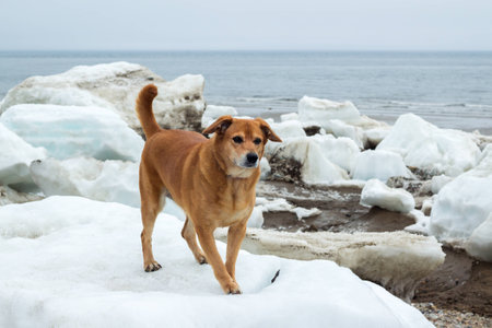 Red dog running on ice floes on the seashore, Magadanの写真素材