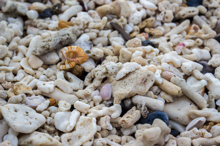 background texture of small shells and crushed coralsの写真素材
