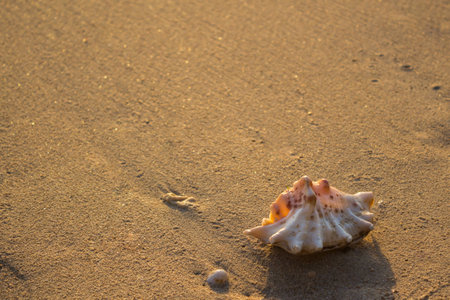 Seashell on the sandの写真素材
