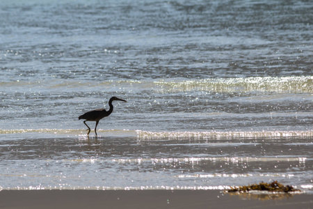 Gray Heron in the Seaの写真素材