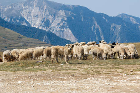 Herd of sheep grazing in the mountains of Dagestan, Russiaの写真素材