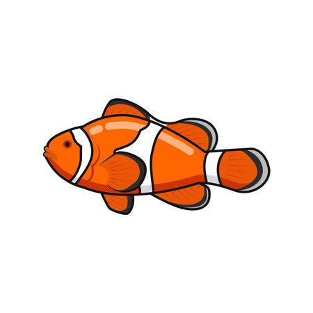 Doodle illustration clown fish vector graphicsのイラスト素材
