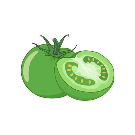 Green tomato and half green tomato cartoon vector graphicsのイラスト素材