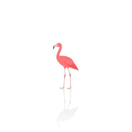 Pink flamingo isolated vector graphicsのイラスト素材