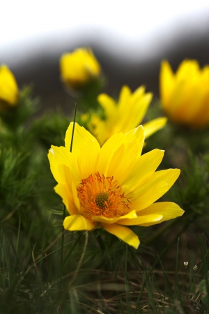 Yellow flowers on a meadowの写真素材