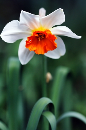 a beautiful white and orange flowerの写真素材