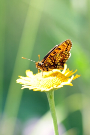 a colorful butterfly on a flowerの写真素材