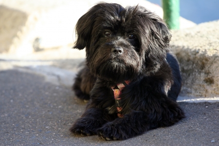 portrait of a black dog