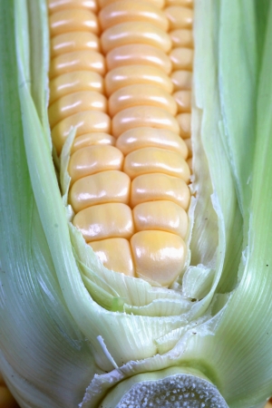 close up of fresh cornの写真素材