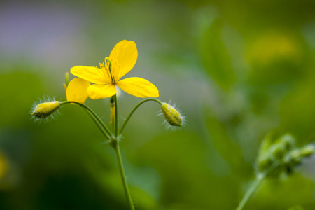 yellow flower on green backgroundの写真素材