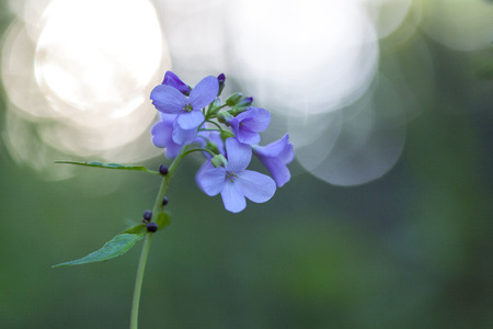 beautiful flower on abstract background
