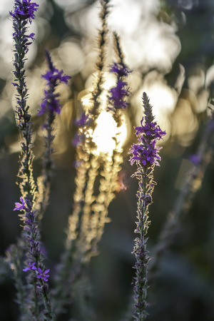 view of beautiful purple flowers at sunsetの写真素材