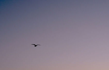 Evening sky with lonely seagullの写真素材