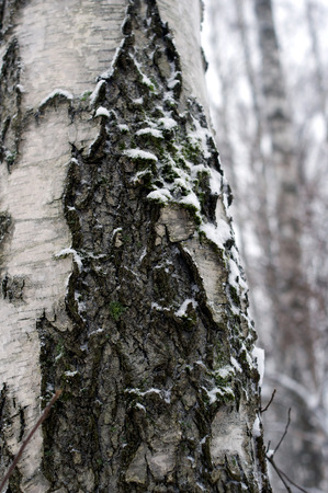Birch bark macro  with moss in snow in winterの写真素材
