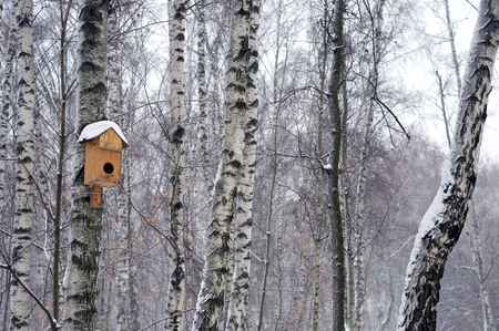 Birds' house on the birch tree in snow during the winter, horizontalの写真素材