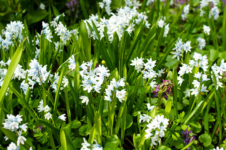 Floewrbed in spring with galanthus flowersの写真素材