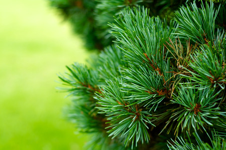 Green Christmas tree background close up horizontal