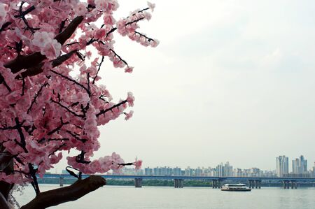 River with artificial pink sakura on Hang gang riverの写真素材