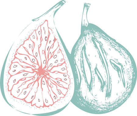 illustration of figs with mint color and a pink heartのイラスト素材