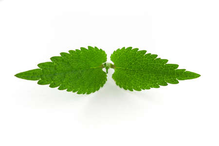 Two upper leaves of stinging nettle on a white background