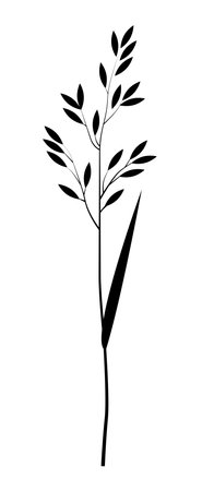Black silhouette of a grain plant, meadow fescue.のイラスト素材