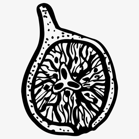 Contour drawing in the style of doodle, botanical sketch, fig fruitのイラスト素材