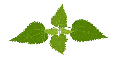 Medical herb burning nettle bush on a white background with streaks