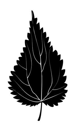 black and white nettle leaf on white backgroundのイラスト素材