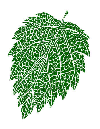 Green Raspberry Leaf Print for Diaries, botanical illustrations, pharmaciesのイラスト素材