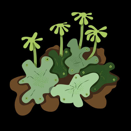Hepatic moss is marchantia icon on a black backgroundのイラスト素材