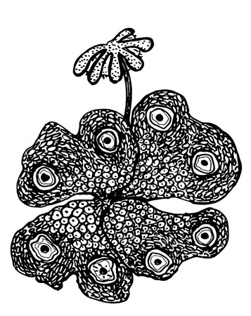 Botanical drawing marchantia hepatic moss Doodleのイラスト素材