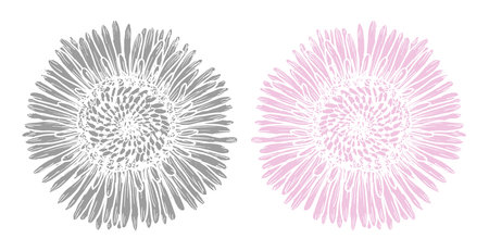 Botanical print graphics daisy flower in gray and pinkのイラスト素材