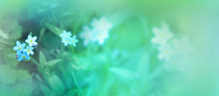 Forget-me-not flowers are delicate and beautiful on a light blue background for a website, wallpaper