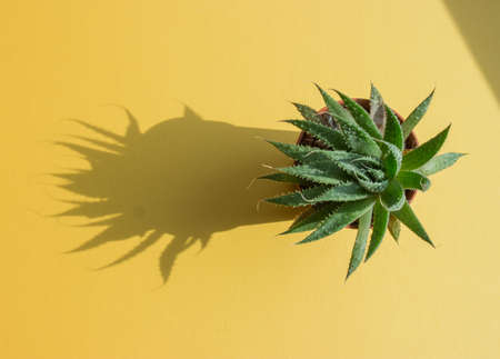 Green aloe on yellow backgroundの写真素材