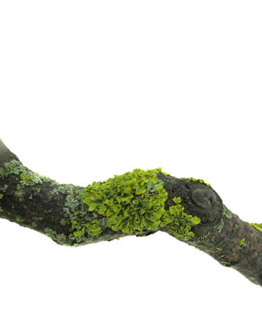 A tree branch covered with lichen on a white backgroundの写真素材